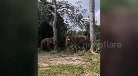 Adorable moment elephant uses a stick to scratch its belly and ear