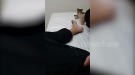 Cat is knocked out by owner's feet