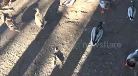 Canada Geese in Cornwall