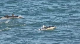 Dolphin filmed leaping out of the water while trying to shake off a lamprey parasite