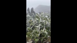 Ice-covered trees in the mountainous area of northern Vietnam