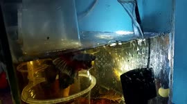 Video and sound of ASMR Betta Fish Aquarium Water