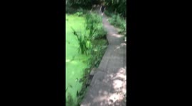 Toddler jumping into a pond.