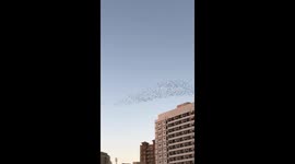 Birds in Group in the sky