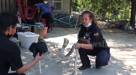 Locals trained to catch snakes as number of reptiles surge during cold weather in Thailand