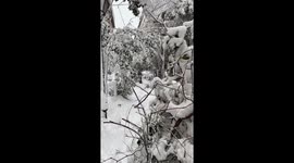 malasaña district with broken trees madrid snow