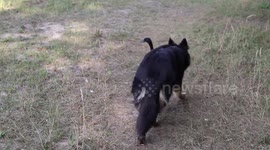 This German Shepherd is best friends with a duck