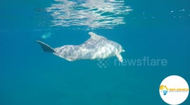 Rare and close interaction with an endangered humpback dolphin in Mozambique