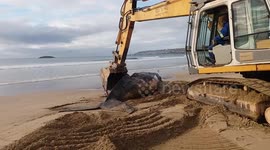 Dead Humpback Whale removed from Beach in South Africa