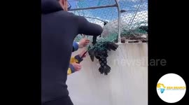 Endangered Cape Cormorant rescue from boat netting, Cape Town