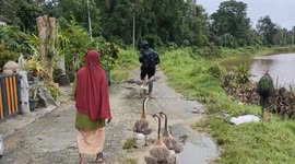 Angry geese attack armed soldiers who disturbed them while walking past their house