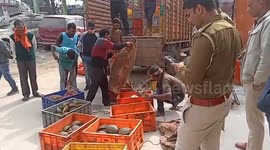 Duo arrested after turtle smuggling bust in eastern India