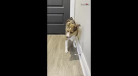 Dog loves using the door stopper for boxing