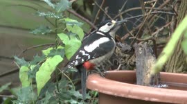 Great Spotted Woodpecker Dendrocopos major vs Rose-Ringed Parakeet Psittacula krameri