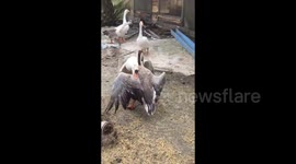 Two geese fighting each other in poultry farm
