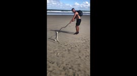 Deadly Australian sea snake rescued by tourists