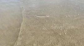 Rescued deadly sea snake swimming back into the surf