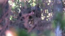 Elusive black panther spotted amid woods in central India