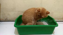 CAT EXPRESSION OF KIDNEY STONE SYMPTOMS