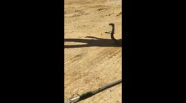 A male cobra falls as a prey to the female cobra a sexual cannibalism in Southern India