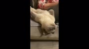 temp
