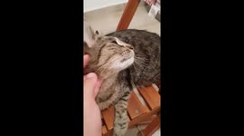Cat enjoys massage
