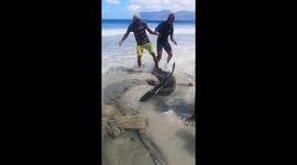 Shark caught in nets on South African shores