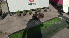 Huge python found coiled up outside coffee shop in Thailand