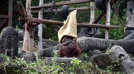 Orangutan tries to wear a gunny sack to keep warm during recent Thailand cold spell