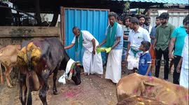 A day to celebrate the cattles that helps us. A thanks giving Festival for cattles in Tamilnadu