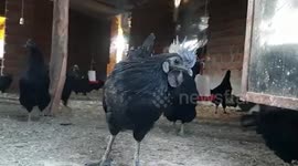 Kadaknath chicken quarantined due to outspread of bird flu in central India