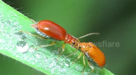 Bugs Seen Wrestling Each Other Before Mating In Singapore