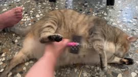 Chubby Cat Enjoys A Stomach Rub In Taiwan