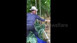 Rescue newborn calf & cows from floodwaters in Malaysia