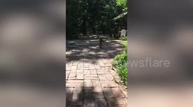 Baby Gibbon Monkey Chases A Tourist At Cafe