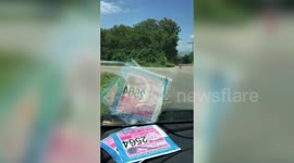 Baby Snake Crawls On Car's Windshield