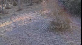 Small Buck Crosses Field
