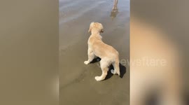 Watch as this adorable golden retriever pup sees the ocean for the very first time