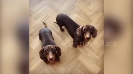 Watch two adorable sausage dogs dancing along to their owner singing ‘Happy and you Know it’ - in perfect synchronisation