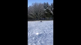 A happy dog rolls around in the snow