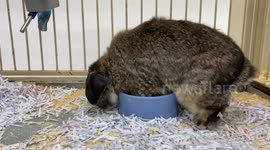 Bunny crawling in cage