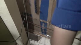 Evacuation of Snakes Entering Citizens' Rooms in Menteng, Central Jakarta