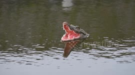 Villagers left bemused after rogue wildlife appears in pond - in the form of tiny ALLIGATOR ornament