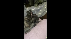 French bulldog sneezing