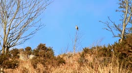 Buzzard Now the commonest and most widespread UK bird of prey