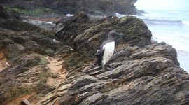 live Guillemots on bovisands beach devon covered in oil