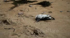 live Guillemots and dead fish on bovisands beach devon covered in oil