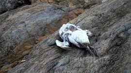 National trust ranger cleaning up rubbish and dead birds of wembury beach