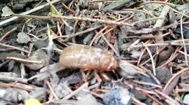 Cicada Invasion in Summit, NJ - Nymph First Sight!  May 10th, 2013 - HD
