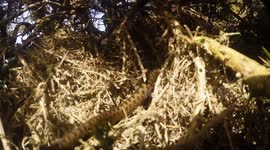 Venomous adders spotted near beach in Cornwall, UK